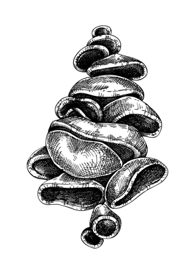 Ear fungus sketch. Edible mushroom illustration. Fungal protein, mycoprotein source. Tree ear mushroom drawing isolated on white. Healthy food and plant-based  meat substitutes design element